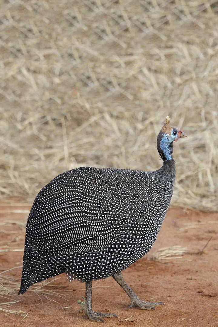 pintada